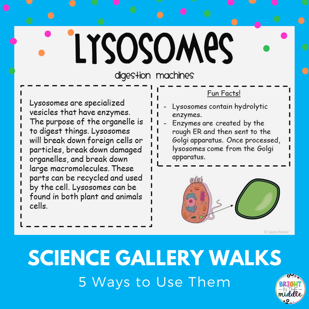 middle-school-science-lessons-gallery-walks-2