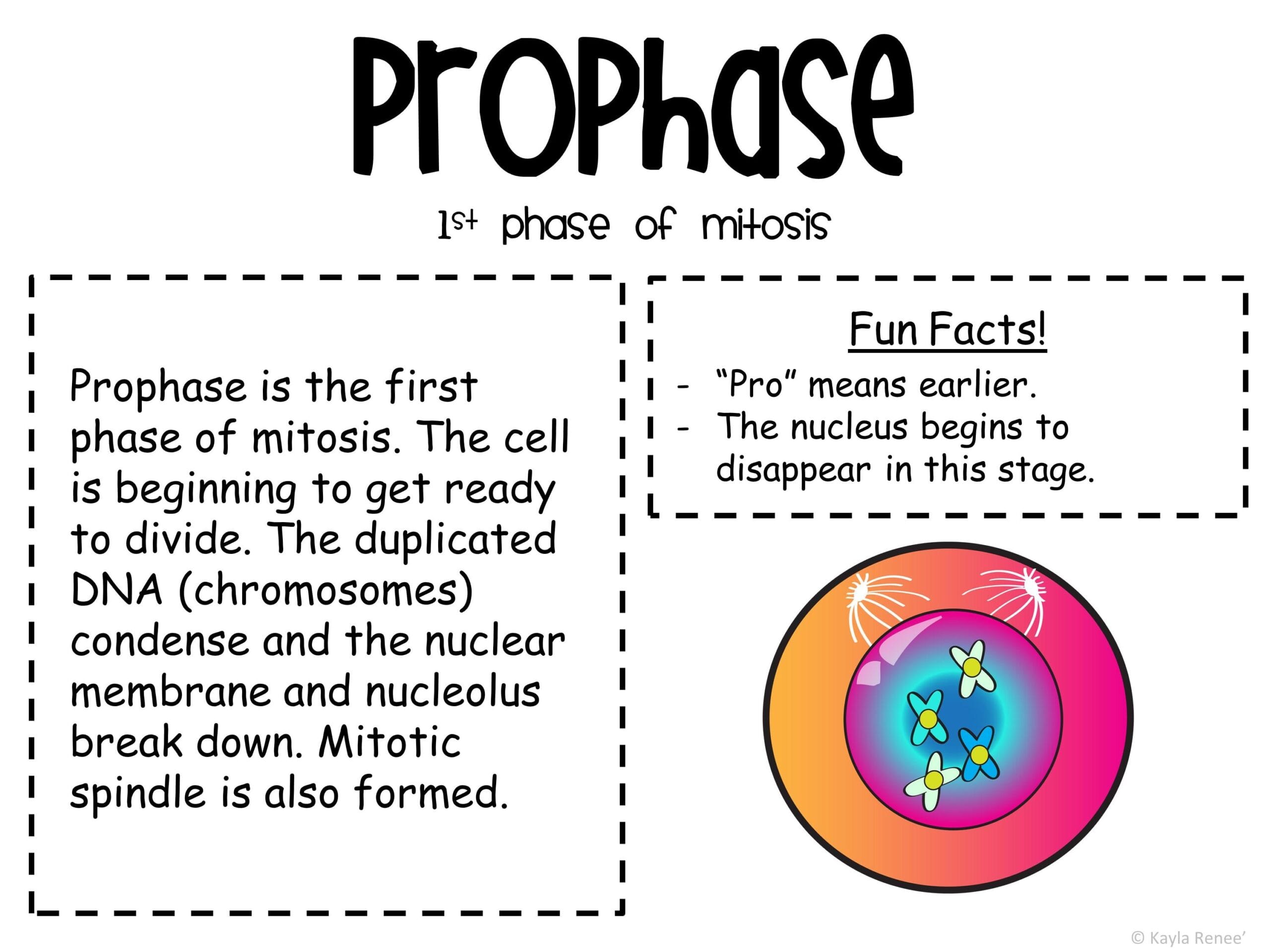 middle-school-science-lessons-gallery-walks-6