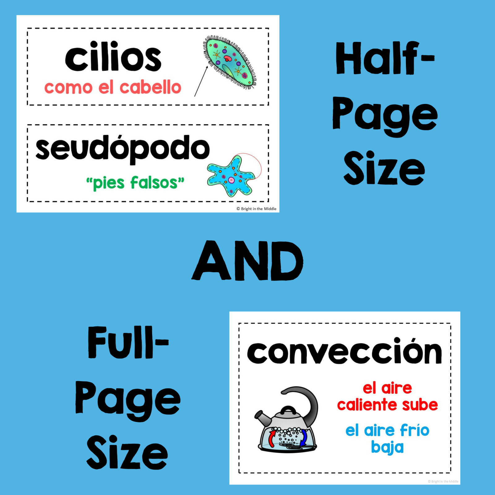 7th Grade Science Word Wall Translated into Spanish - 307 Vocabulary Terms