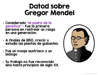 Gregor Mendel and an Introduction to Genetics in SPANISH - Image 2