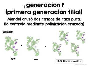 Gregor Mendel and an Introduction to Genetics in SPANISH - Image 3