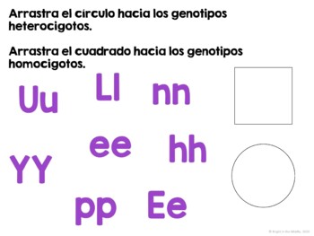 Gregor Mendel and an Introduction to Genetics in SPANISH - Image 4