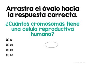 Meiosis Interactive Lesson - ENGLISH AND SPANISH bundle - Image 5