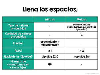 Meiosis Interactive Lesson in Spanish - Image 4
