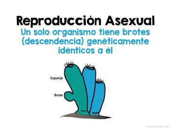 Asexual and Sexual Reproduction Interactive Lesson - SPANISH - Image 2