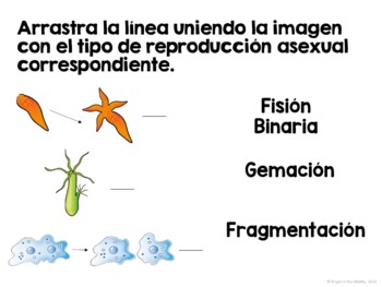 Asexual and Sexual Reproduction Interactive Lesson - SPANISH - Image 3