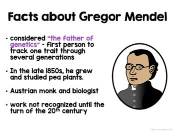 Gregor Mendel and an Intro to Genetics Digital Lesson - English and Spanish BUNDLE - Image 2