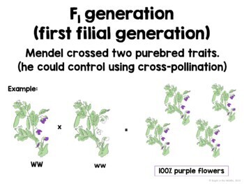 Gregor Mendel and an Intro to Genetics Digital Lesson - English and Spanish BUNDLE - Image 5