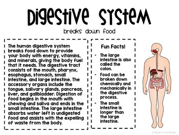 13 Human Body Systems Gallery Walk - Image 3