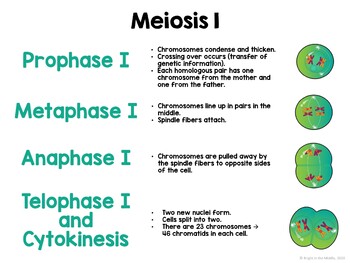 Meiosis Interactive Lesson - ENGLISH AND SPANISH bundle - Image 2