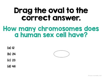 Meiosis Interactive Lesson - ENGLISH AND SPANISH bundle - Image 4