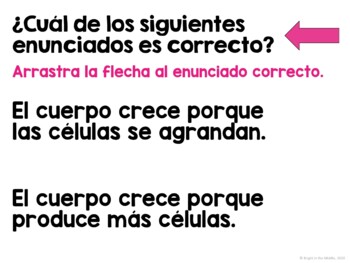 Mitosis and The Cell Cycle Lesson Spanish - Interactive - Image 2