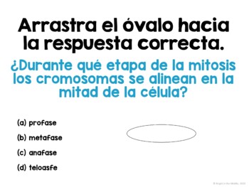 Mitosis and The Cell Cycle Lesson Spanish - Interactive - Image 3