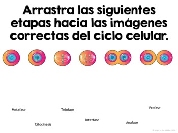 Mitosis and The Cell Cycle Lesson Spanish - Interactive - Image 4