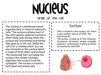 Science Gallery Walk Bundle - Image 3