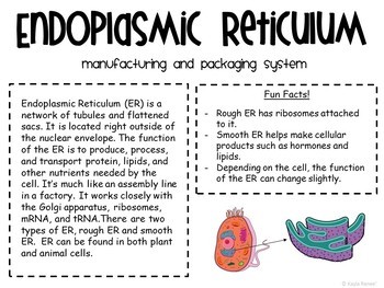 Plant and Animal Cell Organelle Gallery Walk - Image 3