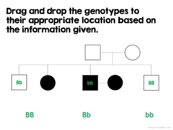 Genetics Unit - Incredible Interactive Lesson Bundle - Image 2