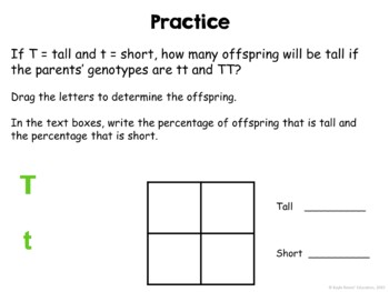 Genetics Unit - Incredible Interactive Lesson Bundle - Image 4