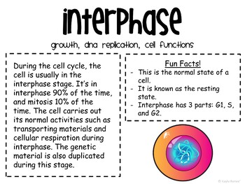 Mitosis and The Cell Cycle Gallery Walk - Image 2
