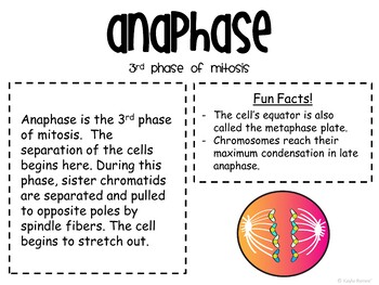 Mitosis and The Cell Cycle Gallery Walk - Image 3