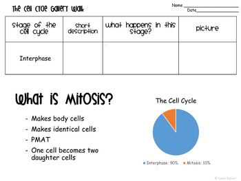 Mitosis and The Cell Cycle Gallery Walk - Image 4