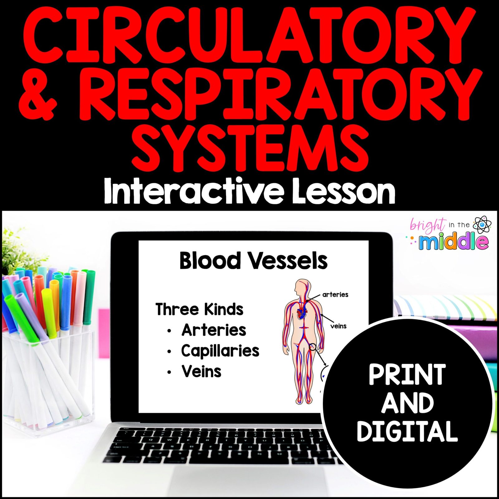 How does the respiratory system work with the circulatory system?