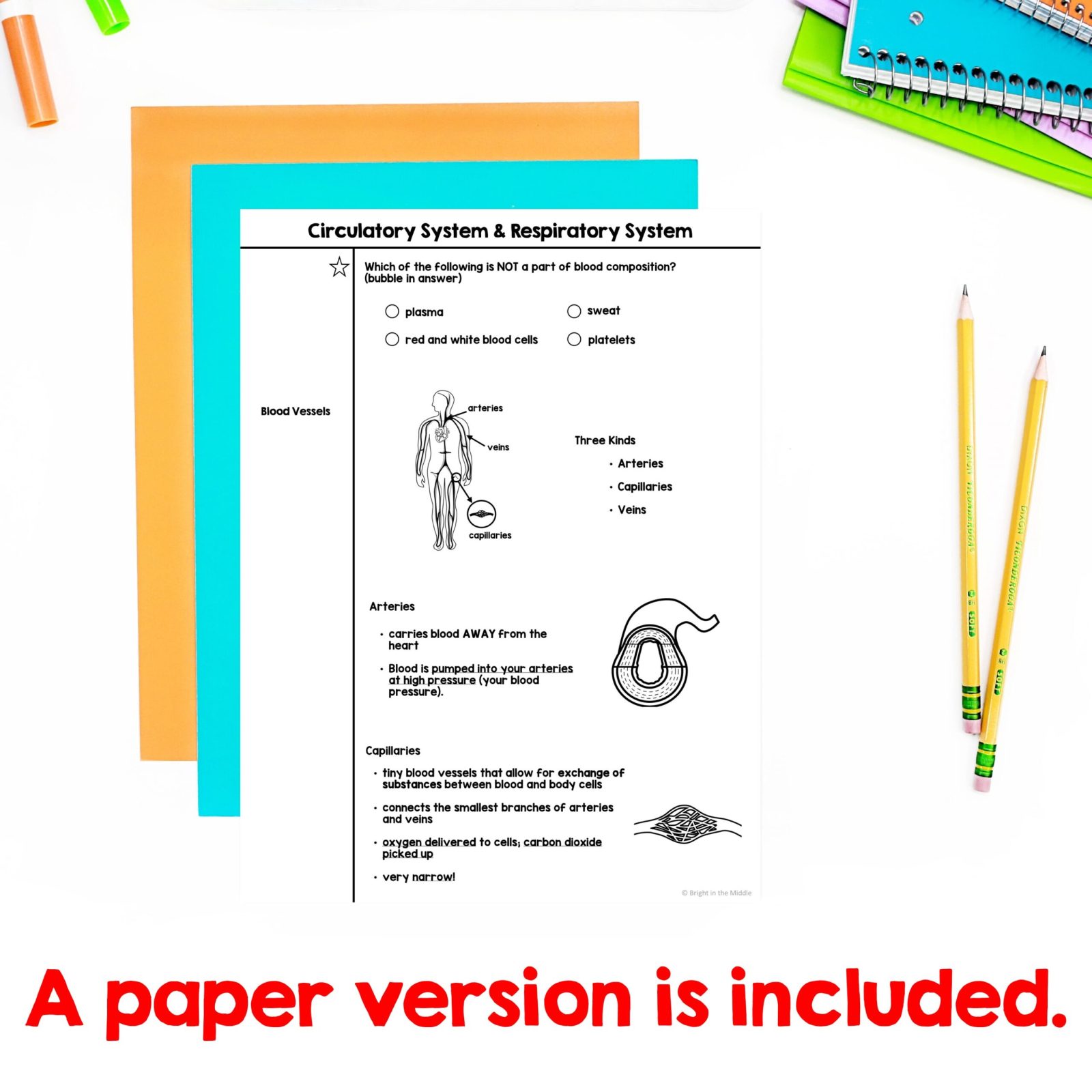 circulatory-system-and-respiratory-system-3