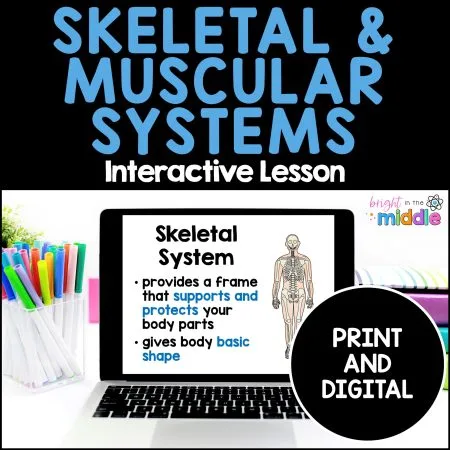 skeletal-and-muscular-system-1