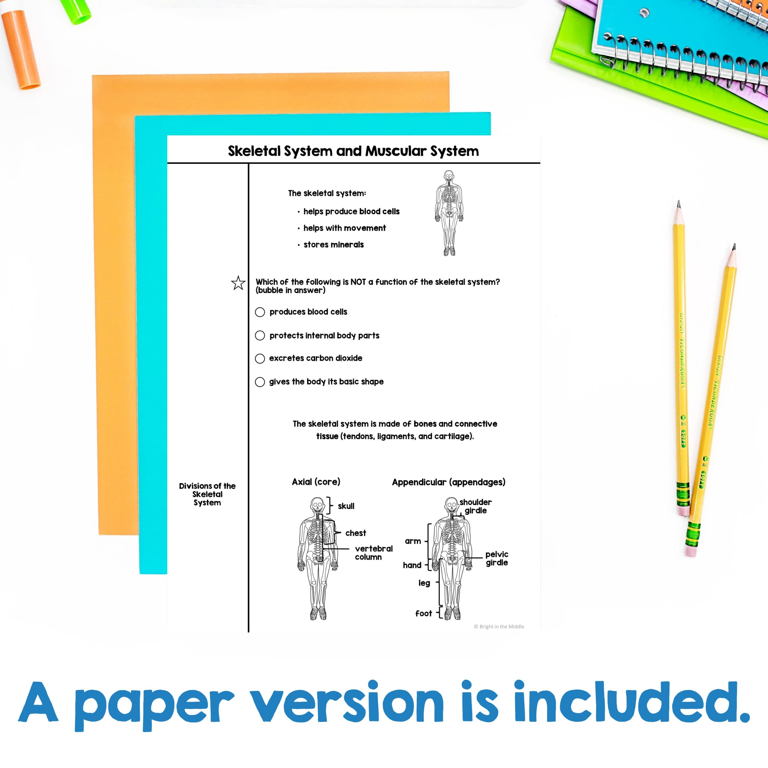 skeletal-and-muscular-system-3