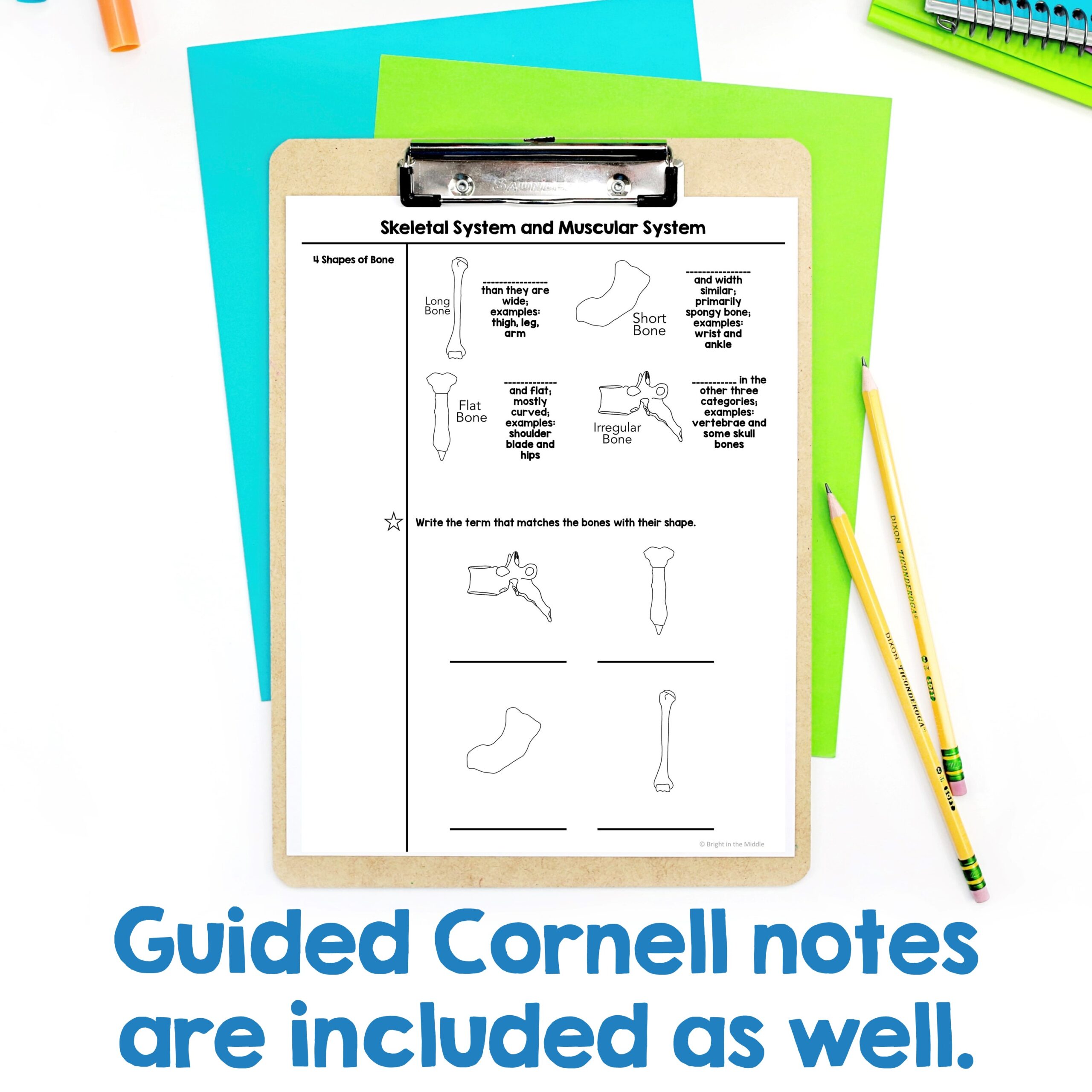 skeletal-and-muscular-system-4