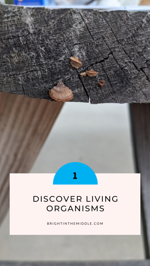 how to avoid boredom in class - take students outside to discover living organisms