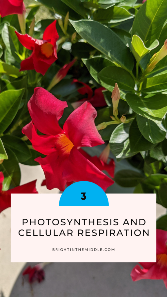 How to entertain students in class? Take them outside to learn about photosynthesis and cellular respiration.