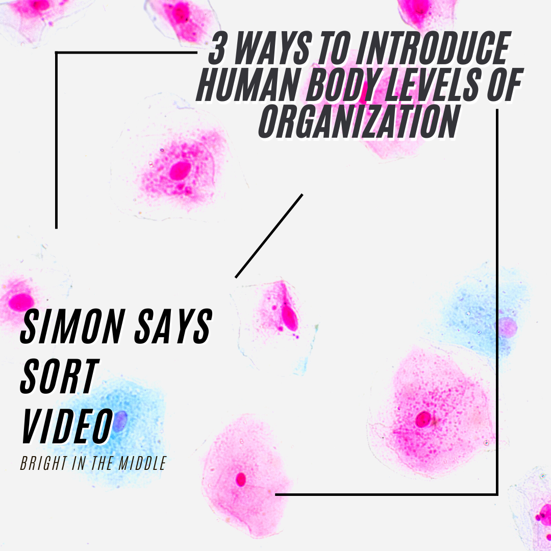 levels of organization in the body introduction activities: simon says, sort, video
