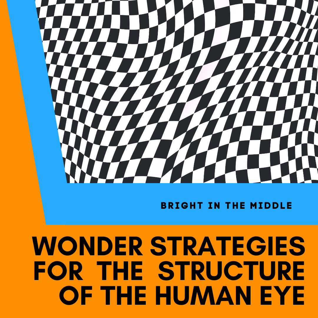 parts of a human eye wonder strategies - picture of optical illusions