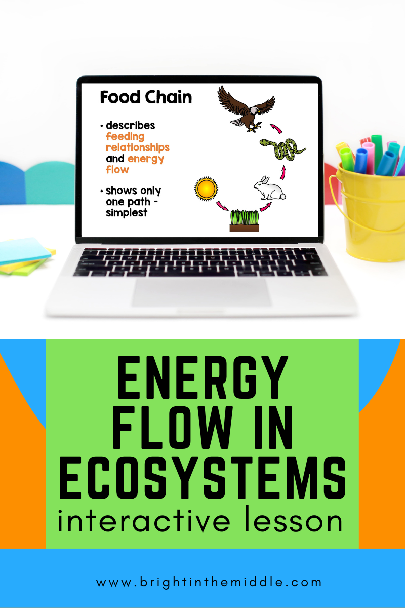 energy flow in ecosystems activity - interactive lesson