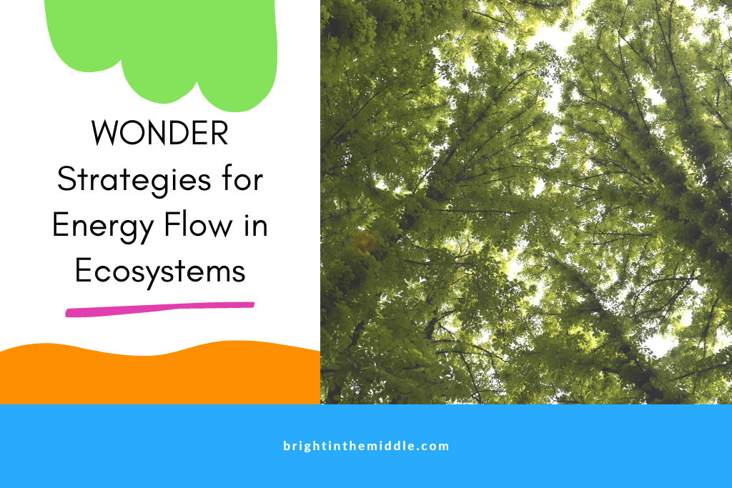 energy flow in ecosystems - picture of trees 