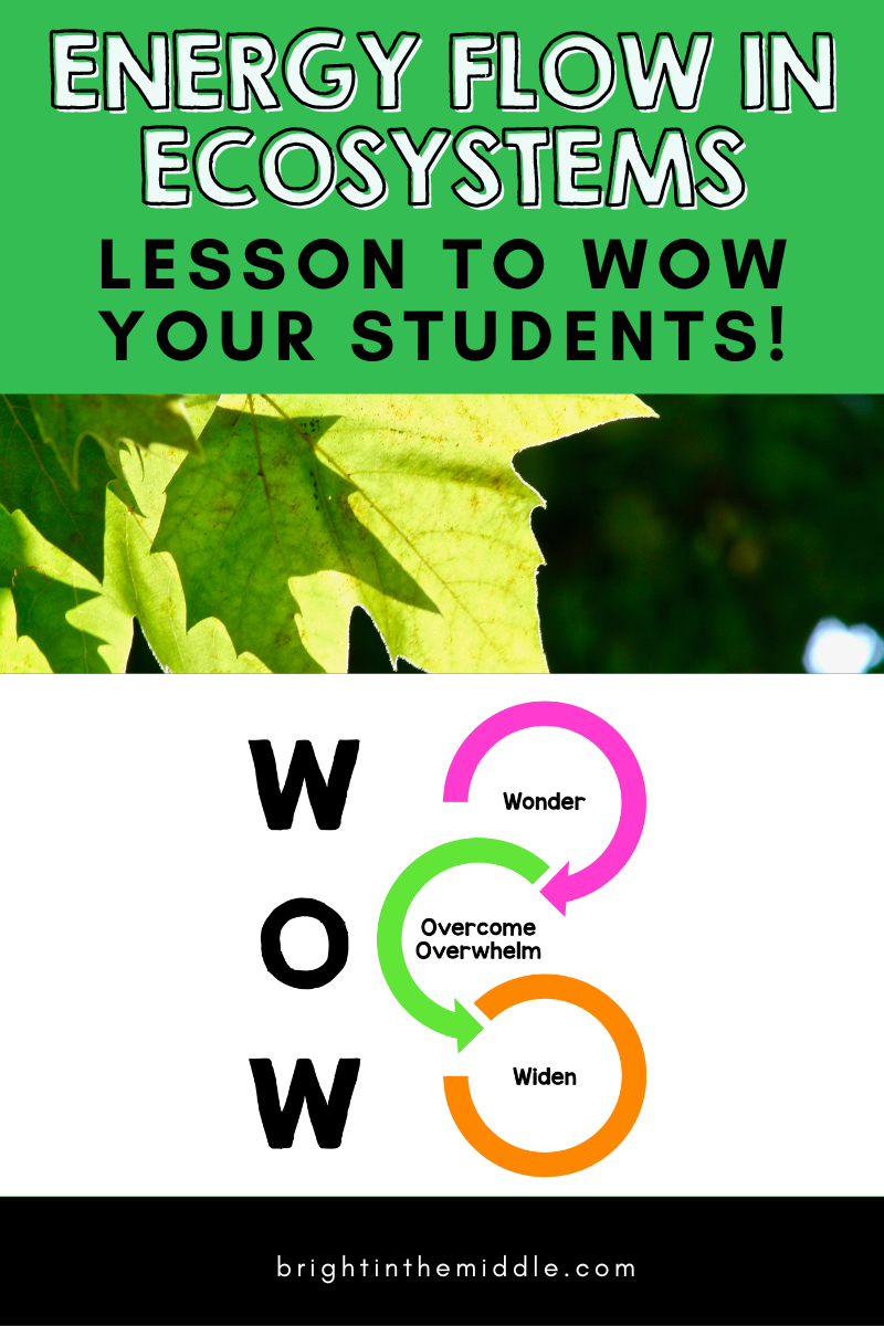energy flow ecosystem WOW factor lesson - picture of leaf
