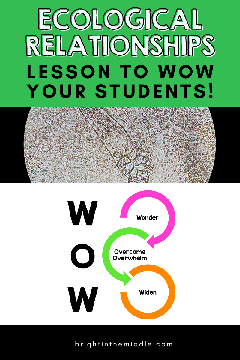 ecological relationships activities - picture of demodex mite under microscope