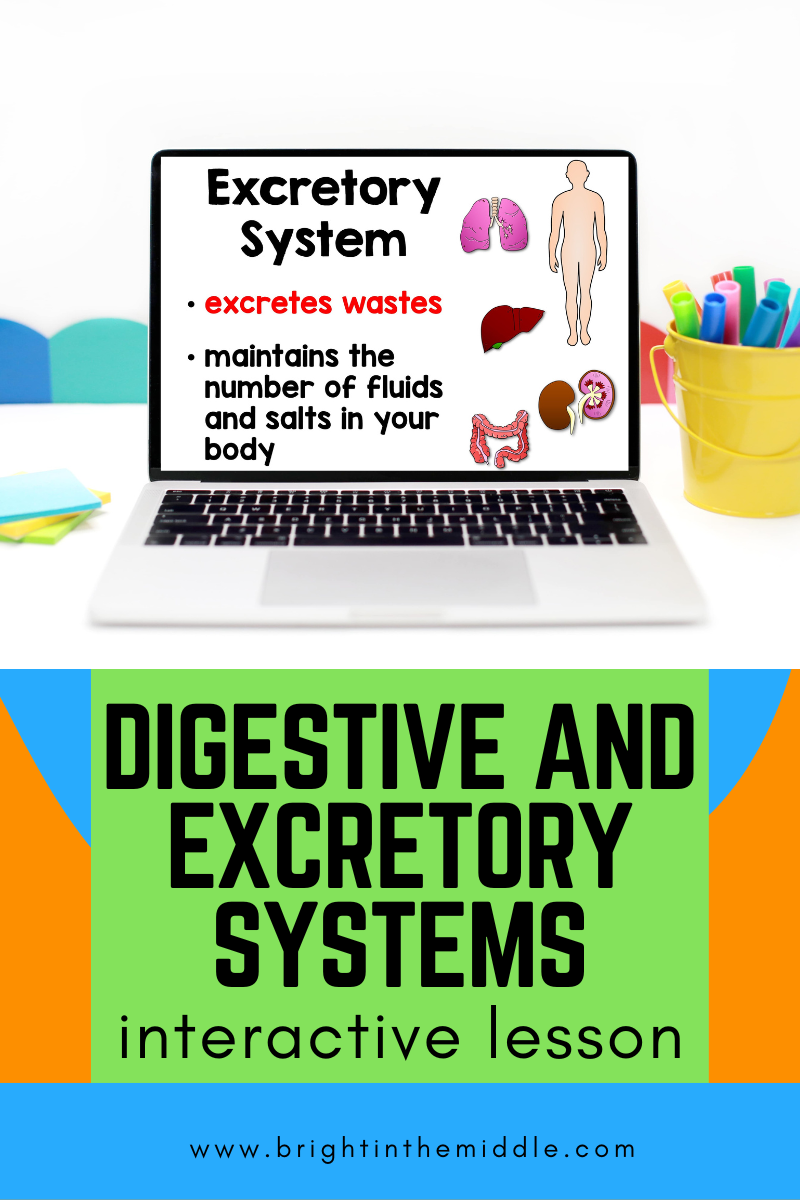 excretory-system-lesson-and-digestive-system-lesson