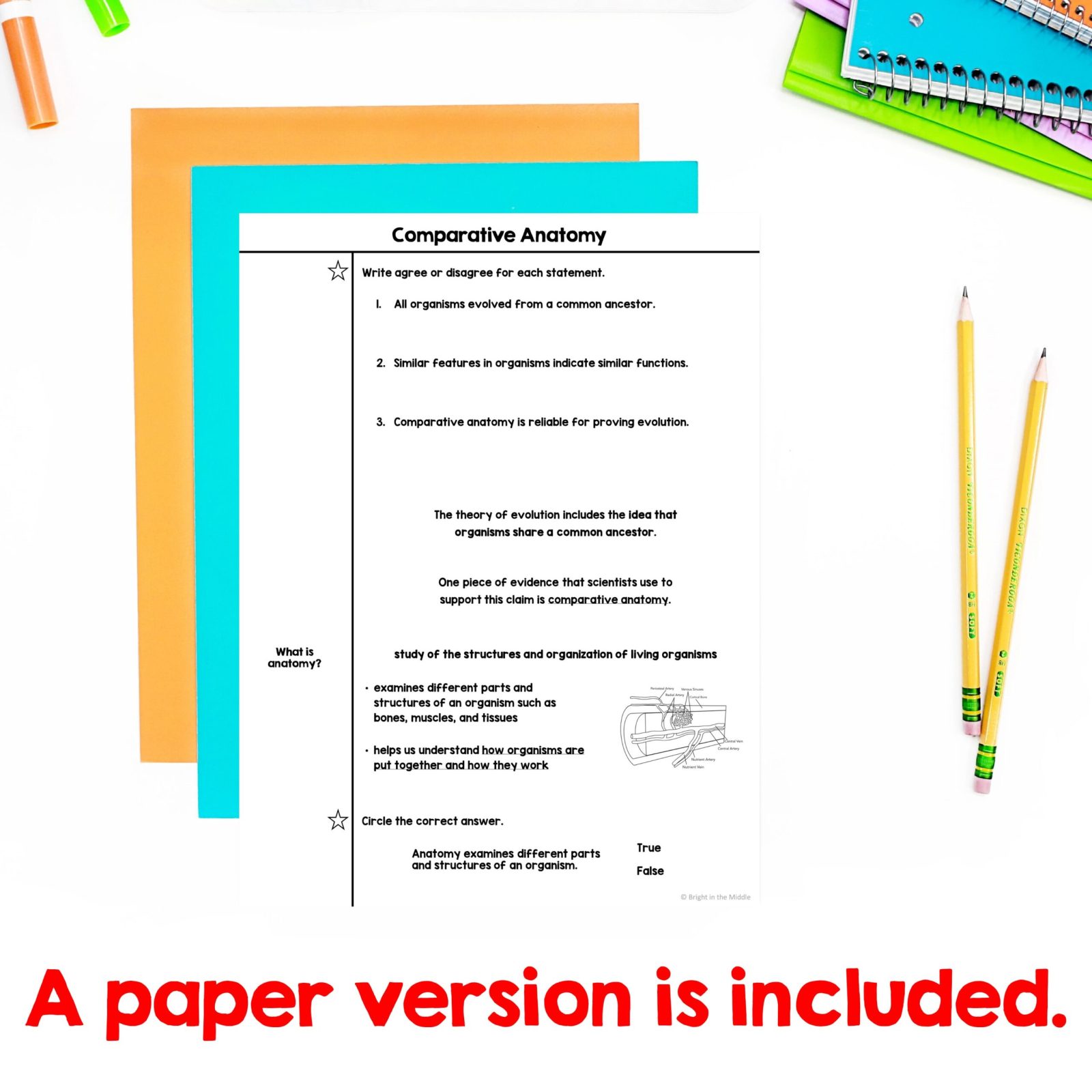 comparative-anatomy-3