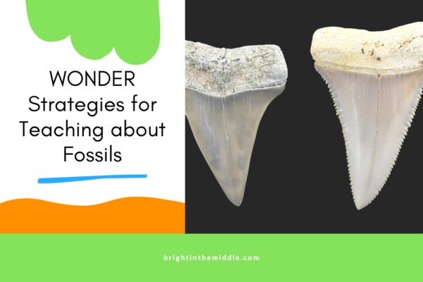 7 Ways to Teach the Types of Fossils with the WOW Factor - Bright in ...