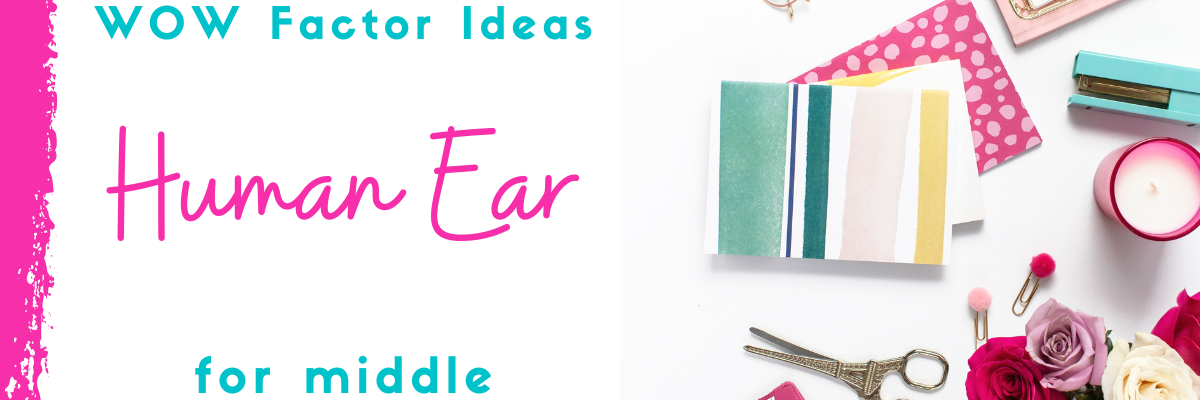 the human ear parts lesson