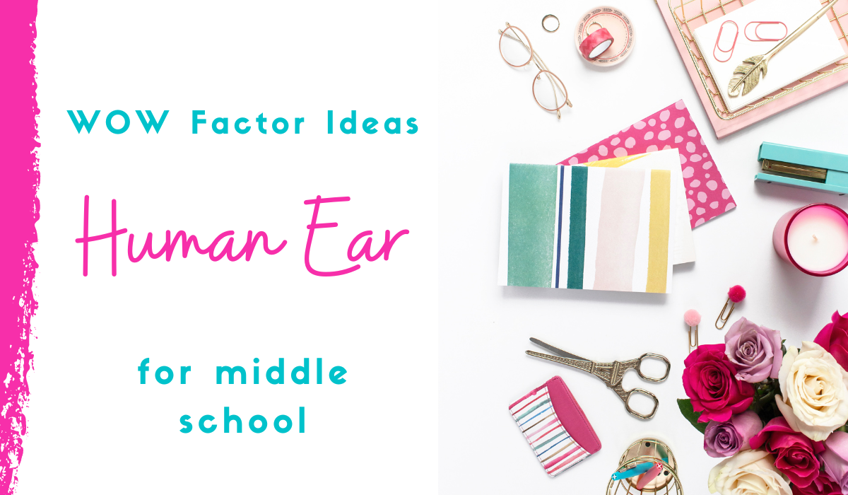 the human ear parts lesson