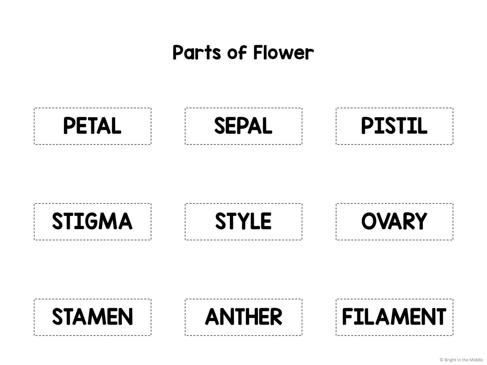 Flower parts activities 4