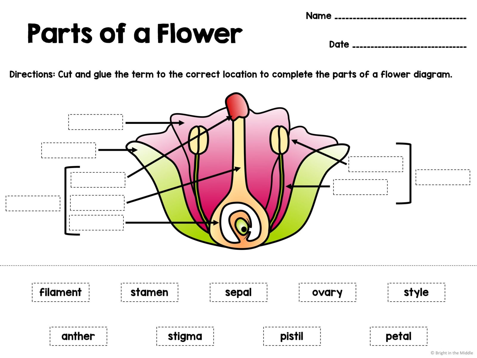 Flower parts activities 2