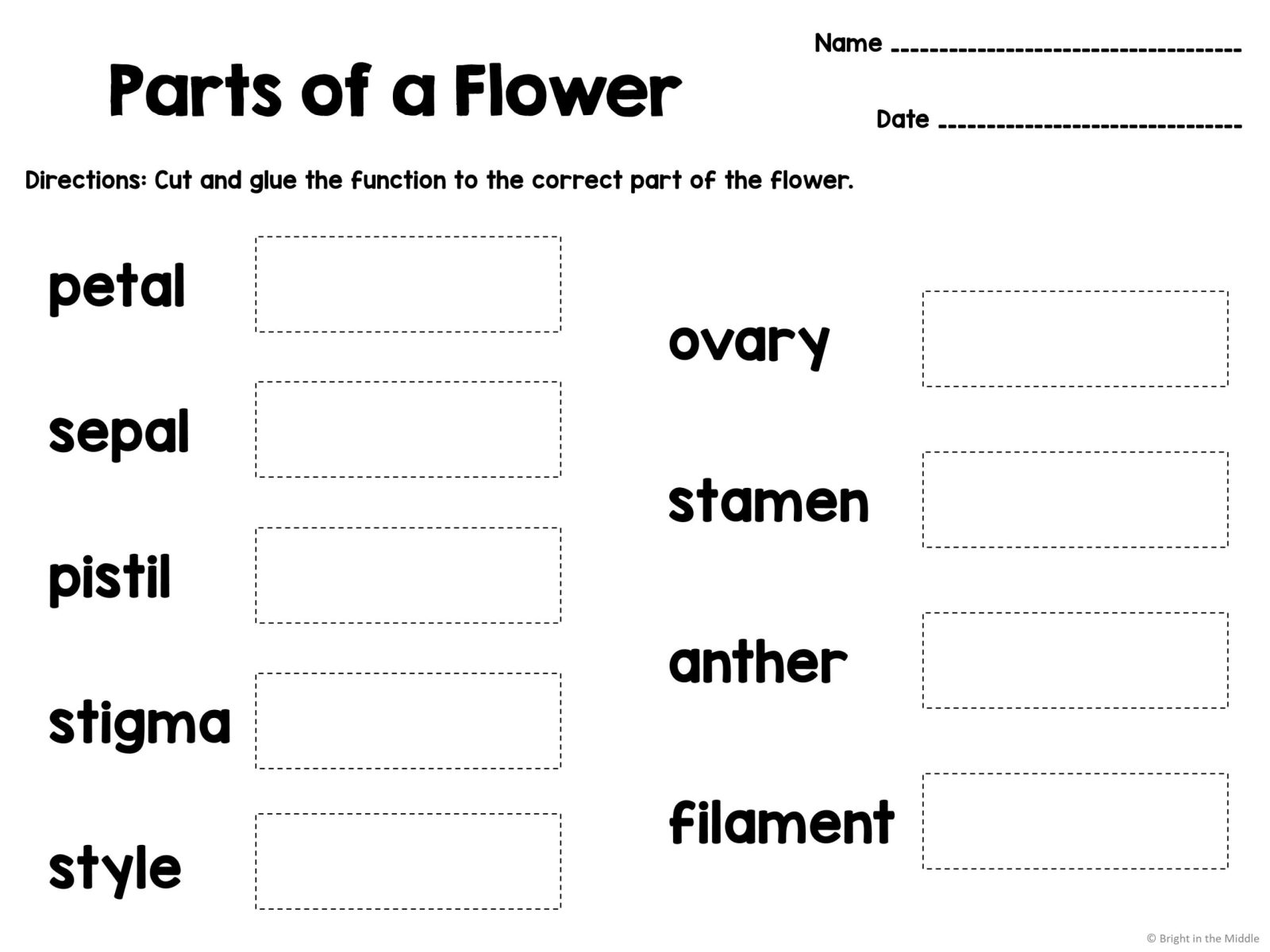 Flower parts activities 3