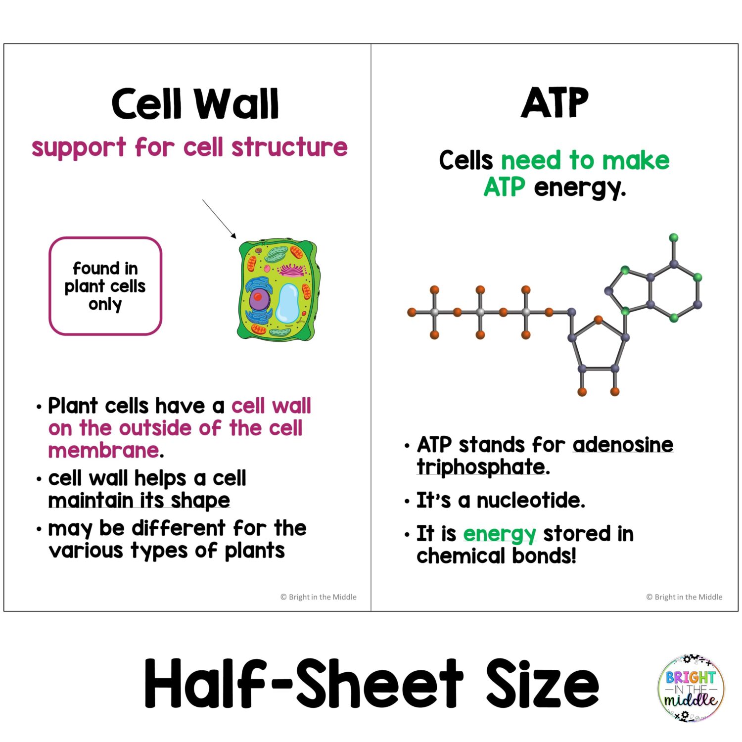 Living Things Anchor Chart Posters - Bright in the Middle
