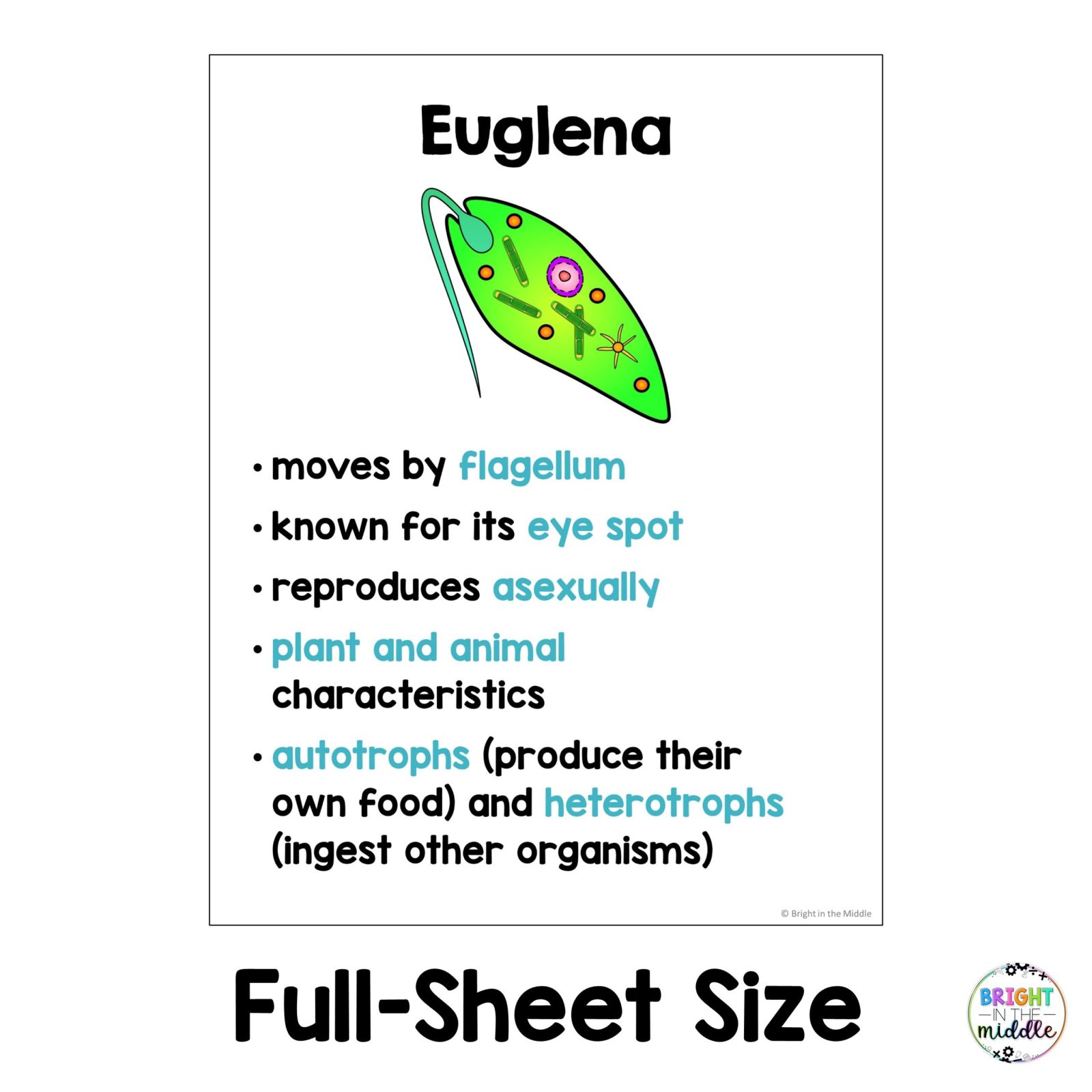 living-things-anchor-chart-4