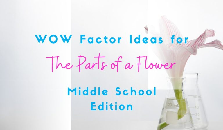 5 Parts of a Flower and Their Functions WOW Factor Ideas