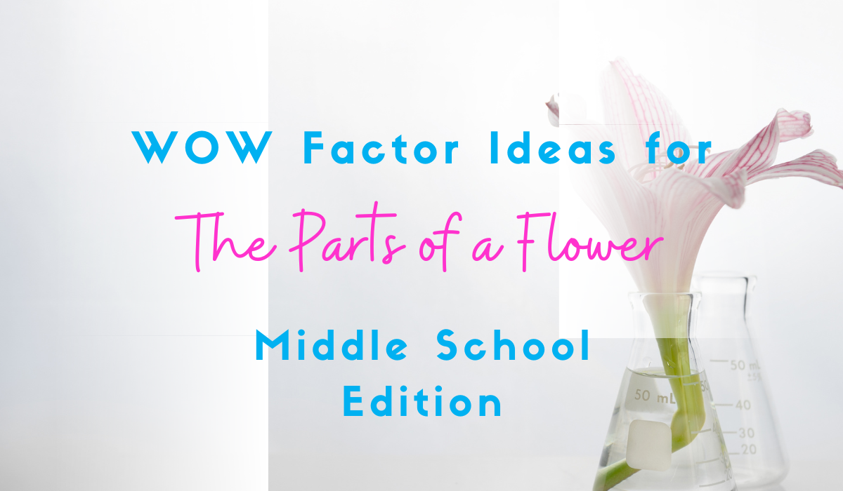 main-parts-of-a-flower-and-their-functions
